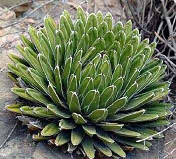 Agave Victoriae-Reginae 1 3x3
