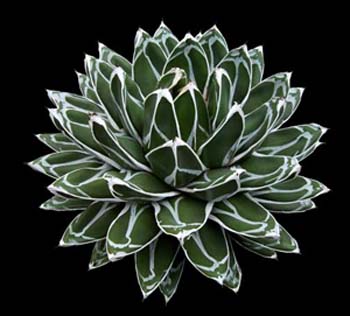 Agave Victoriae-Reginae 2 3x3
