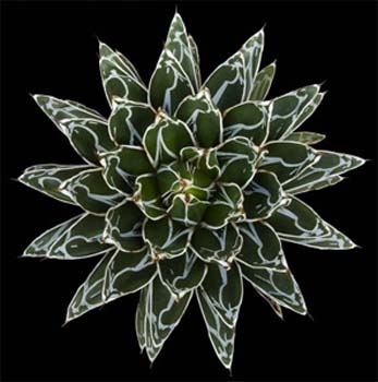 Agave Victoriae-Reginae 3 3x3