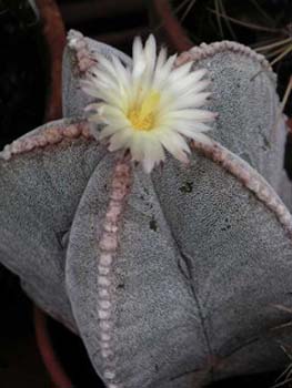 Astrophytum myriostigma 1 3x3