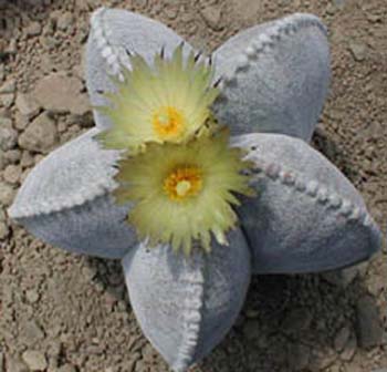 Astrophytum myriostigma 2 3x3