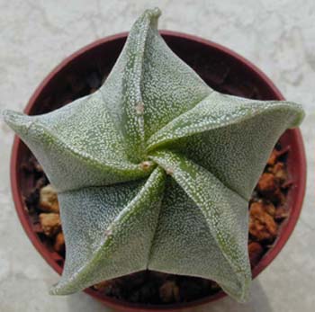 Astrophytum myriostigma 3 3x3