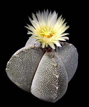 Astrophytum myriostigma 4 3x3