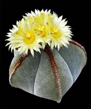 Astrophytum myriostigma 5 3x3