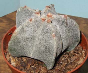 Astrophytum myriostigma 6 3x3