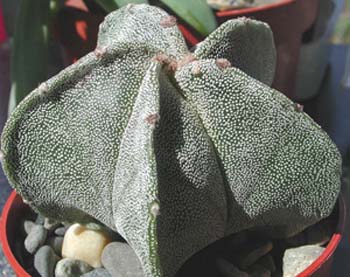 Astrophytum myriostigma 8 3x3