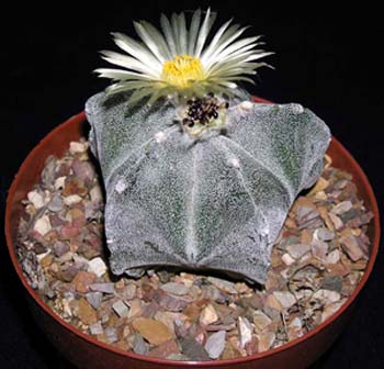Astrophytum myriostigma 9 3x3