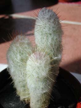 Austracephalocereus Dybowskii 1 3x3