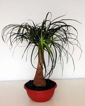Beaucarnea Recurvata 1 3x3