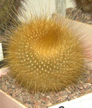 Brasilicactus Graesnerii 1 3x3