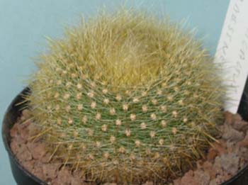 Brasilicactus Graesnerii 3 3x3