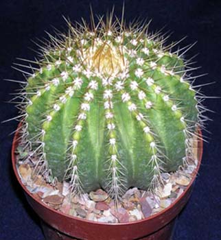 Bruiningia Brevicylindrica 2 3x3