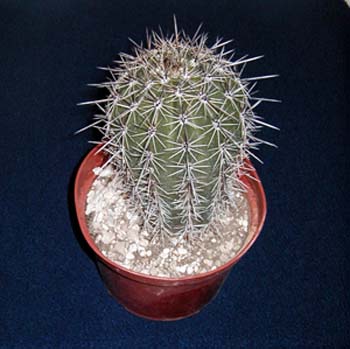 Carnegia Gigantea 1 3x3