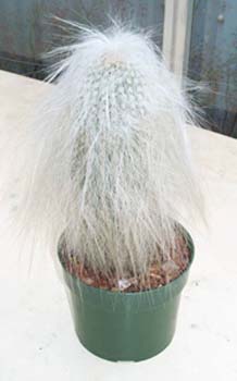 Cephalocereus Senilis 1 3x3