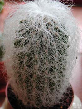 Cephalocereus Senilis 2 3x3