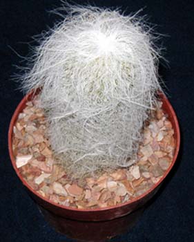 Cephalocereus Senilis 3 3x3
