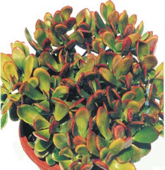 Crassula Portulacea Tricolor 1 3x3
