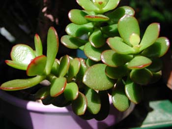 Crassula Portulacea Tricolor 2 3x3