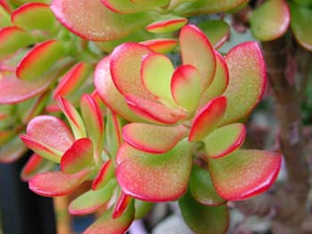 Crassula Portulacea Tricolor 3 3x3