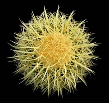 Echinocactus Grusonii 1 3x3