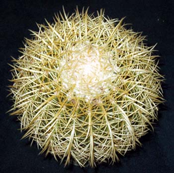 Echinocactus Grusonii 2 3x3