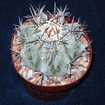 Echinocactus Ingens 1 3x3