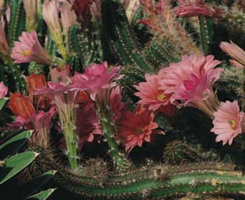 Echinocactus Triglochidiatus Paucispinus 1 3x3