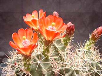 Echinocactus Triglochidiatus Paucispinus 2 3x3