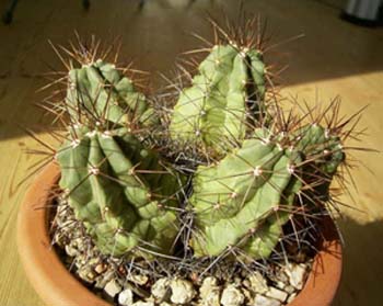 Echinocactus Triglochidiatus Paucispinus 3 3x3