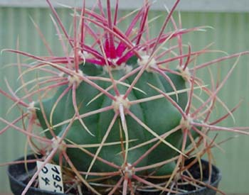 Ferocactus Acanthodes 1 3x3