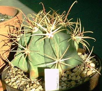 Ferocactus Emoryi 2 3x3