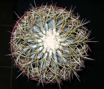 Ferocactus Glaucescens 1 3x3