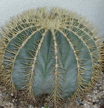 Ferocactus Glaucescens 2 3x3