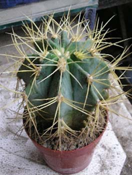 Ferocactus Glaucescens 3 3x3