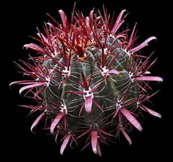 Ferocactus Gracilis 1 3x3