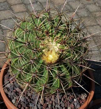 Ferocactus Histrix 2 3x3