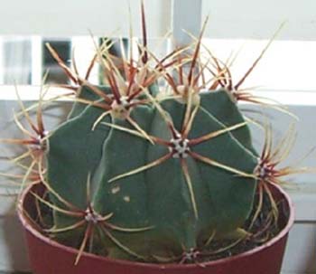 Ferocactus Histrix 3 3x3