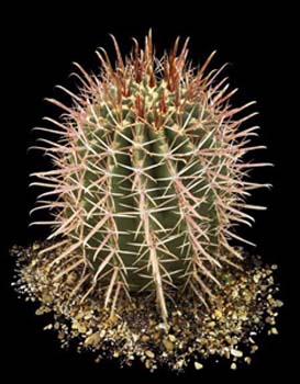 Ferocactus Latispinus 1 3x3