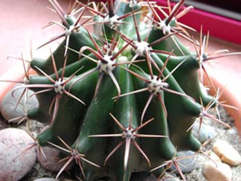 Ferocactus Latispinus 2 3x3