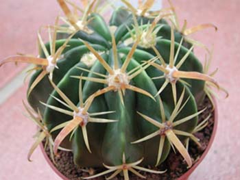 Ferocactus Latispinus 3 3x3