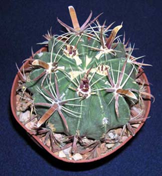 Ferocactus Latispinus 4 3x3