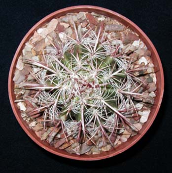 Ferocactus Stainesii 1 3x3