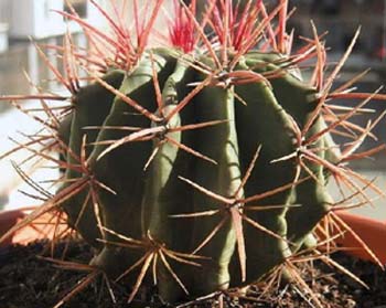 Ferocactus Stainesii 2 3x3