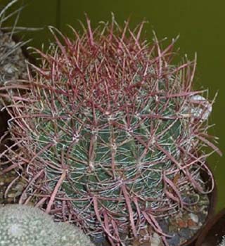 Ferocactus Stainesii 3 3x3