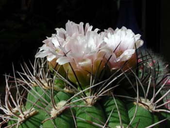 Gymnocalycium Saglione 1 3x3