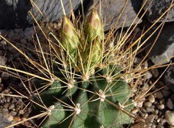 Hamatocactus Hamatacanthus 2 3x3