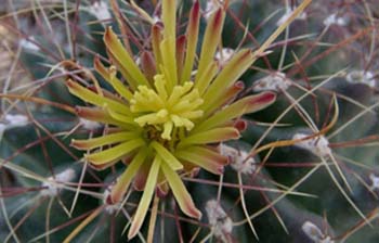 Hamatocactus Hamatacanthus 3 3x3