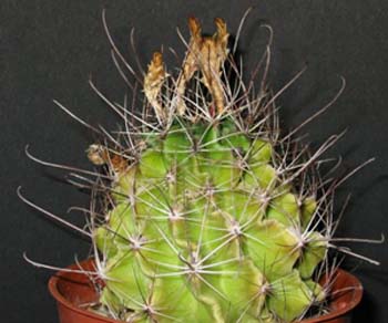 Hamatocactus Setispinus 1 3x3