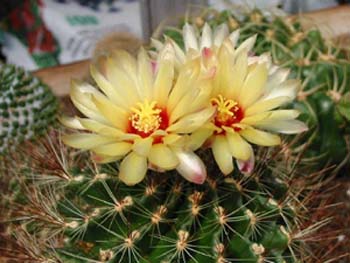 Hamatocactus Setispinus 2 3x3