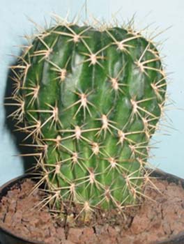Lobivia Acanthoplegma 1 3x3